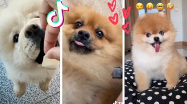 Funniest Puppy Moments of the Year Compilation 🤣  Amazing Dogs TIK TOK 🤣
