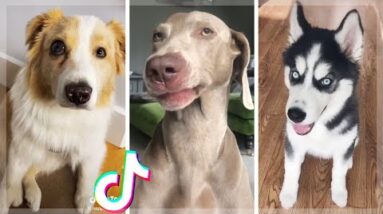 Dogs of TikTok ~ Most Adorable Puppies & Funniest Doggos (NEW) ❤️