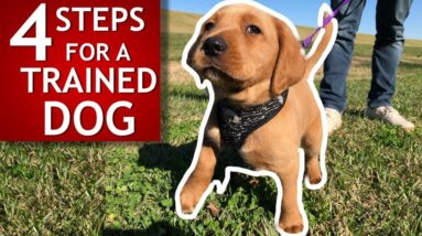 This Dog Wouldn’t Listen Until We Tried This! Train Your Dog In Minutes, Easily!