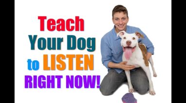 How to Get Your UNFOCUSED Dog to LISTEN to You RIGHT NOW!  ("Leave it"/"Look at Me" Combo)