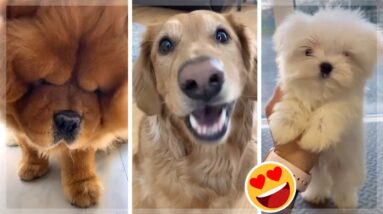 Puppies Doing Funny Things Tik Tok ~ Cutest Dogs TIKTOK Compilation ~ Fluppy