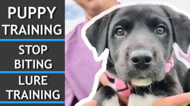 Puppy Training! Stop Biting and Lure Training