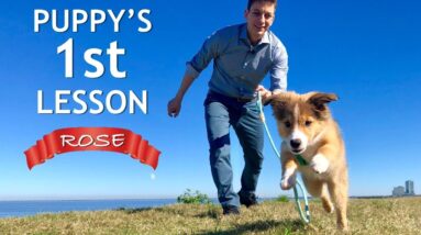 Puppy’s First Training Session (Distractions, Fetch, Puppy Biting and More!)