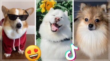 TikToks That Make You Go AAWWW ~ Nothing Cuter Than Cute Little Puppies ~ Funny TIK TOK Dogs 🐕🥰