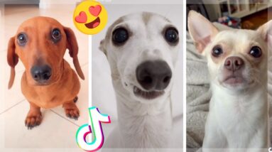 ⚠️ WARNING: Cutest Dogs Compilation Video You'll See Today! ⚠️