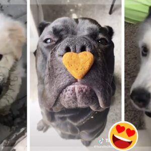 Dogs of TikTok ~ Funny Puppies & Cute Doggos Compilation ~ TIK TOK 🥰