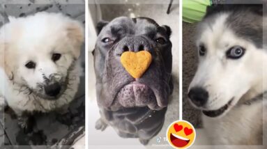 Dogs of TikTok ~ Funny Puppies & Cute Doggos Compilation ~ TIK TOK 🥰