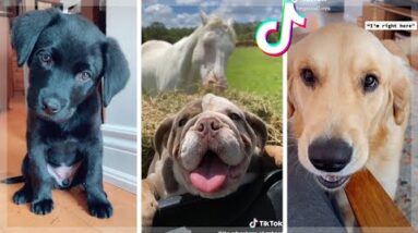 🐶 These Might Be The Funniest Doggos & Cutest Puppies on TIK TOK 🐶