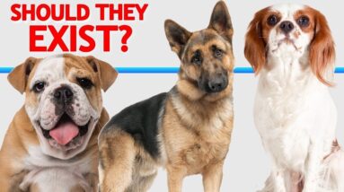 Should These Dogs Exist? Have We Gone Too Far?