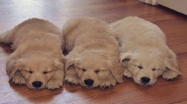 Funniest & Cutest Golden Retriever Videos - 25 Minutes of Best Dog and Puppy Fails 2018!