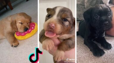 Super Cute Puppy Videos ~ Funny Dogs Compilation ~ Fluppy