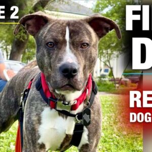 The FIRST FULL DAY with a TOTALLY UNTRAINED Pit Bull: [Reality Dog Training Ep. 2]