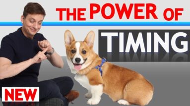 Understand THIS and Your Dog Will Learn Faster (How to Achieve Perfect Timing!)