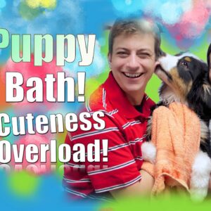 Teach YOUR Dog to LOVE Getting a Bath!