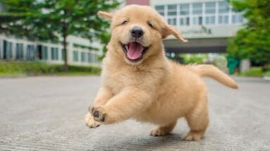 Funniest & Cutest Golden Retriever Puppies - 30 Minutes of Funny Puppy Videos 2021 #12