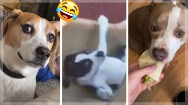 🐶 Awesome Doggos 🥰 Cutest Puppies 🤣 Funniest Dogs Compilation Video 🐕