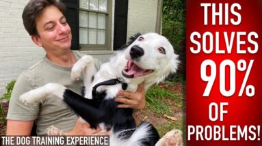 The 1 Thing I Do Every DAY (ALMOST) With My Dog