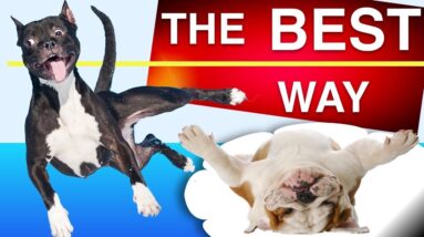 The Best Way to Exercise Your Dog Safely