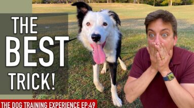The COOLEST TRICK I’ve Taught My Dog So Far!