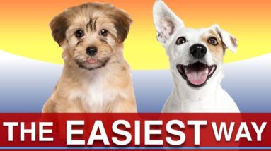 The Easiest Way to Keep Your Dog Clean!