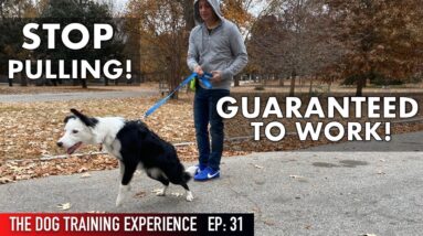 The MOST REALISTIC Leash Dog Training Lesson EVER! STOP PULLING!
