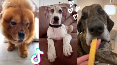 These Might Be the Cutest Doggos on Tik Tok 🤔🐶