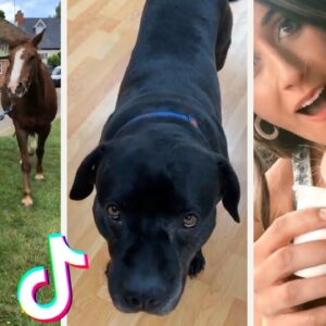 These Might Be the Cutest Puppers on TikTok ðŸ�¶