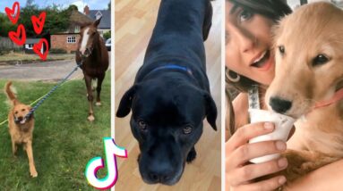 These Might Be the Cutest Puppers on TikTok 🐶