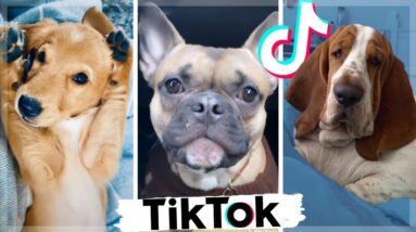 These Might Be The Cutest Puppies & Funniest Dogs on TIKTOK ~ Fluppy