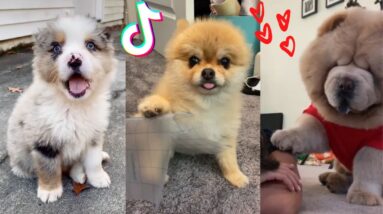 These Might Be the Cutest Puppies on TikTok 🥰