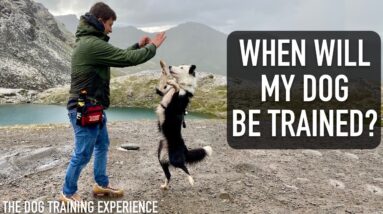 This is How Long it Took Me to Train My Dog (so far...)