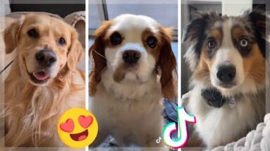 TikToks Funniest Doggos & Cutest Puppies ~ Dogs of TIK TOK