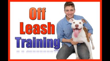 Train your Dog to be OFF LEASH: The First Steps
