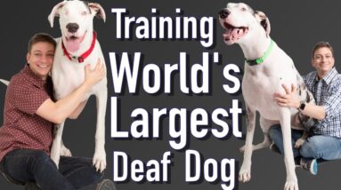Training the World's Largest Deaf Dog!
