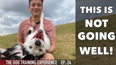 TRYING To Train My OWN DOG To STOP PULLING On Leash!