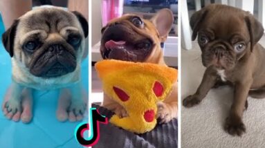 Ultimate Pugs Compilation ~ Cute & Funny Pugs of TikTok