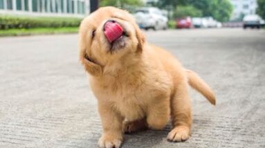 Funniest & Cutest Golden Retriever Puppies - 30 Minutes of Funny Puppy Videos 2020 #2