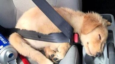 Funniest & Cutest Golden Retriever Puppies - 30 Minutes of Funny Puppy Videos 2021 #2