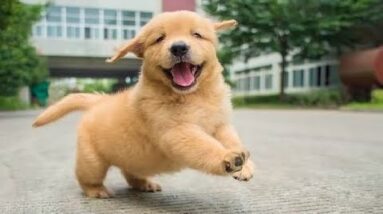 Funniest & Cutest Golden Retriever Puppies - 30 Minutes of Funny Puppy Videos 2021 #3