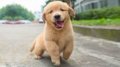 Funniest & Cutest Golden Retriever Puppies - 30 Minutes of Funny Puppy Videos 2021 #4