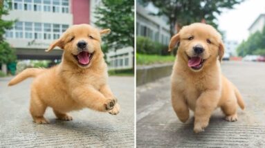Funniest & Cutest Golden Retriever Puppies - 30 Minutes of Funny Puppy Videos 2021 #5