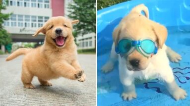 Funniest & Cutest Golden Retriever Puppies - 30 Minutes of Funny Puppy Videos 2021 #8