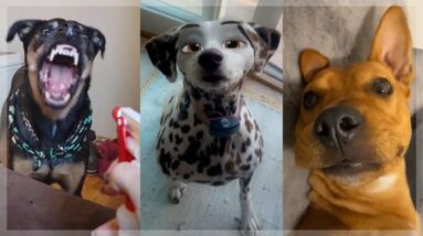 🤣 Funniest Doggos 🐕  Cutest Puppies 🐶 Amazing Dog Videos Compilation 😇