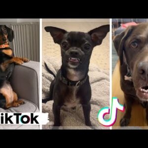 WANT TO LAUGH? Watch this funny dogs & cute puppies compilation!