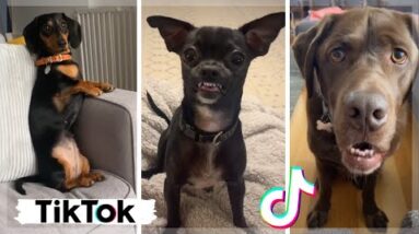 WANT TO LAUGH? Watch this funny dogs & cute puppies compilation!
