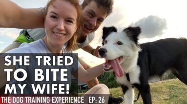 What Do You Do When Your Dog Tries To Bite You?