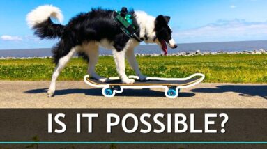 What Happens When You Try to Teach a Dog To Skateboard?