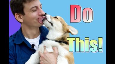 Why your Dog May Not Listen to You and How to Change it!