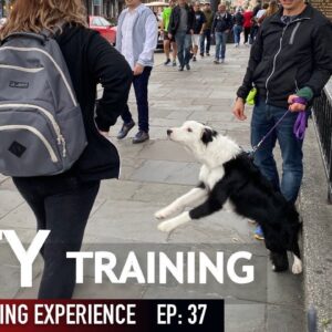 WILD! Training My Puppy in the City WAS Crazy!