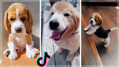 You Will Not Stop Laughing After Watching These Adorable Dogs 😍